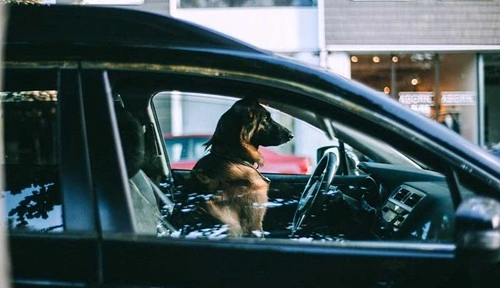 Leave Your Dog In The Car