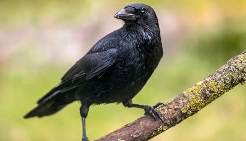 Own A Crow