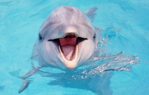 Communicate With Dolphins