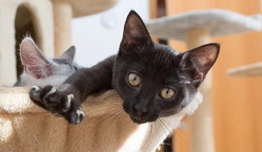 Declaw A Cat